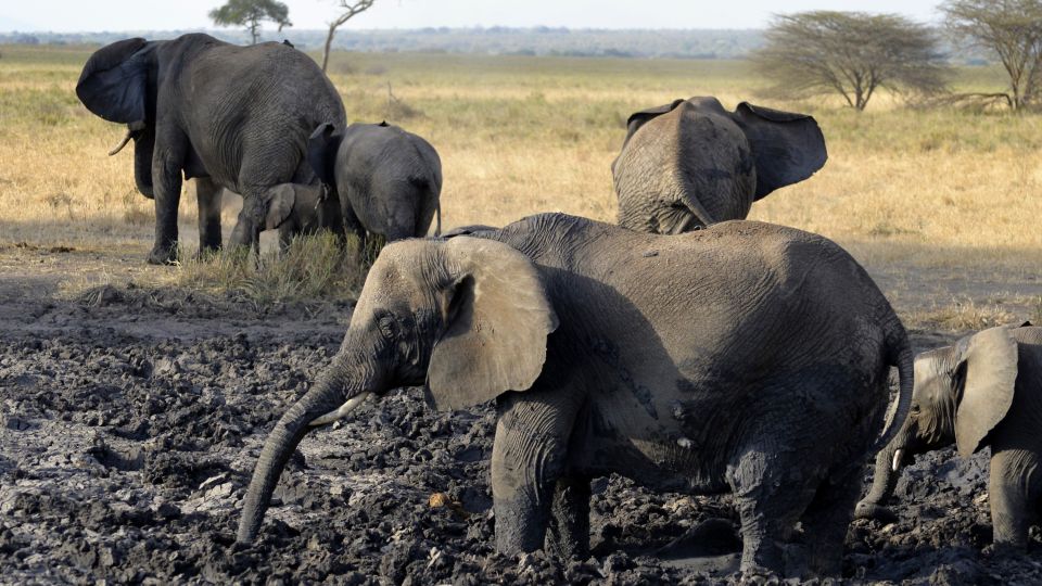 Elefanten beim Schlammbad im Tarangire-Nationalpark