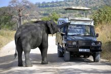 Ein neugieriger Elefant untersucht das Safarifahrzeug