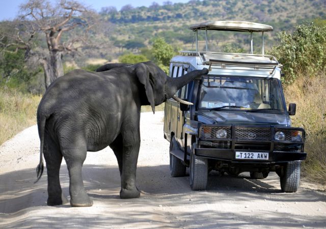 Ein neugieriger Elefant untersucht das Safarifahrzeug