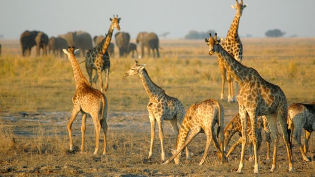 Giraffen und Elefanten in Botswana
