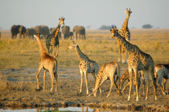 Giraffen und Elefanten in Botswana © Diamir