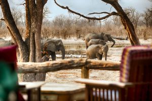 Direkt vom Camp aus sind Elefanten zu beobachten