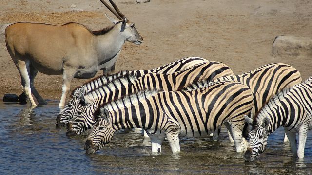 Zebras und Oryx im Etosha-Nationalpark