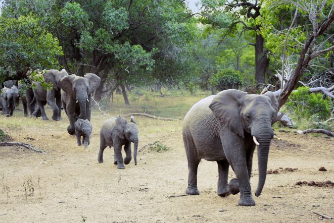 Elefanten im Krüger-Nationalpark © Diamir