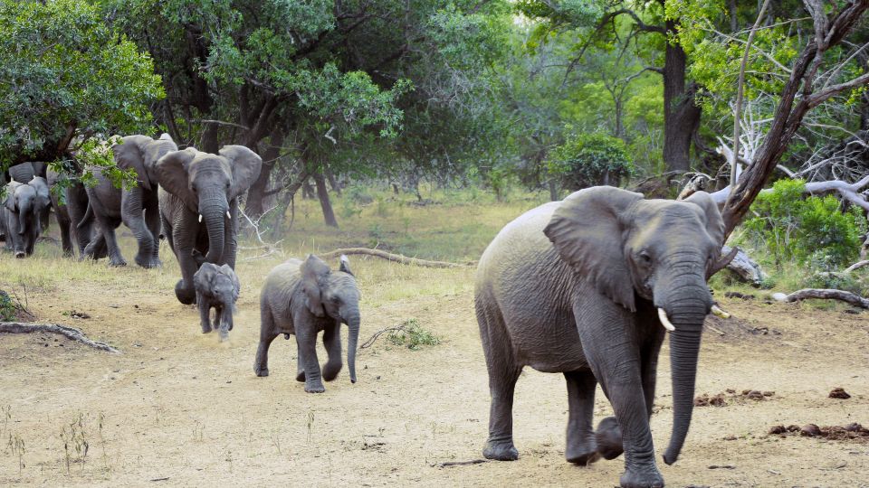 Elefanten im Krüger-Nationalpark