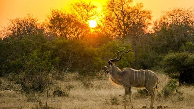 Kudu im Sonnenuntergang