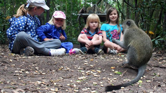 Ein toller Zeitvertreib bei den Affen im Monkeypark