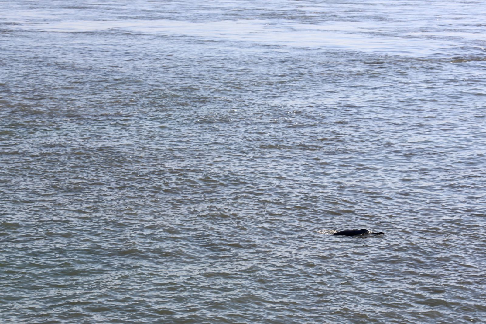 Ganges-Flussdelfin im Koshi-Tappu-Naturschutzgebiet