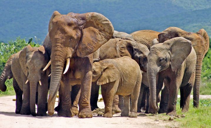 Elefantenherde im Addo-Elephant-Nationalpark
