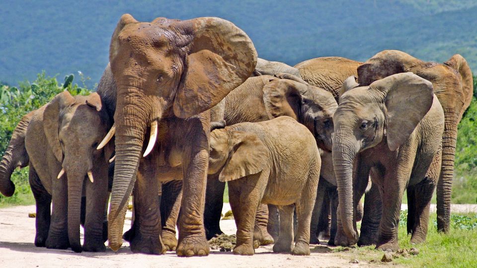 Elefant Addo Elephant Nationalpark
