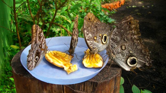 Schmetterlinge bei der Nahrungsaufnahme
