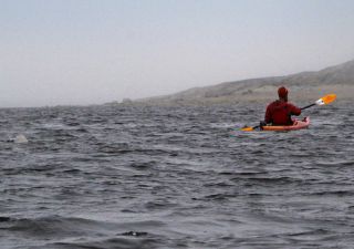 Zutrauliche Belugas beim Kajak-Ausflug