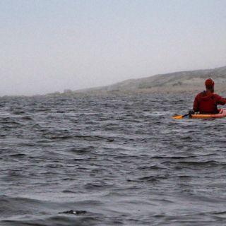 Zutrauliche Belugas beim Kajak-Ausflug