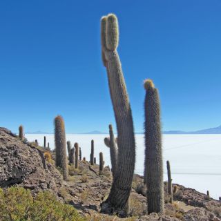 Kakteeninsel Incahuasi inmitten des Salar de Uyuni