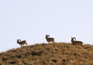 Steinböcke im Golestan NP