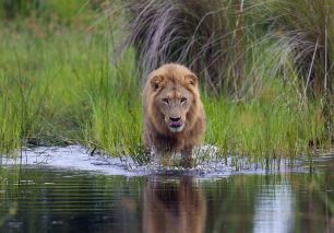 Löwe im Okavango Delta