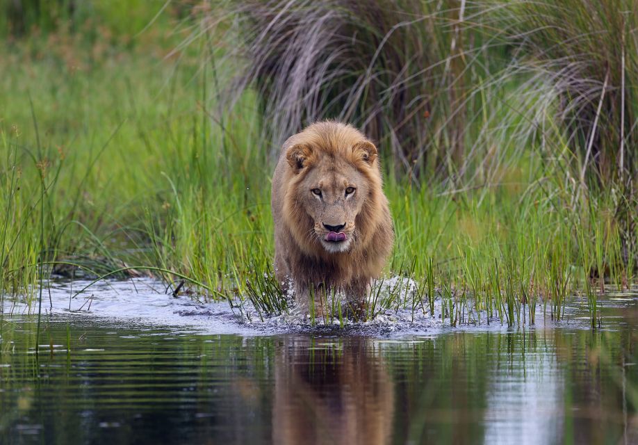 Löwe im Okavango-Delta