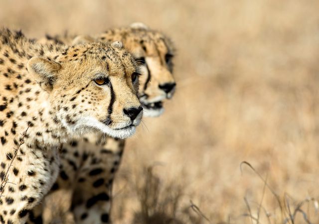 Geparden  im Krüger-Nationalpark