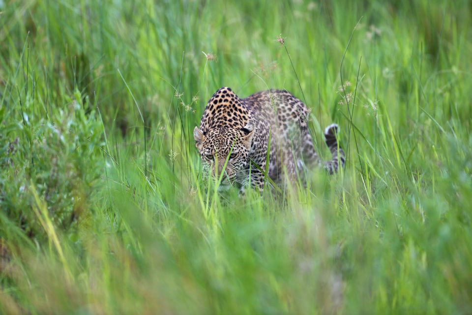 Leopard auf der Pirsch