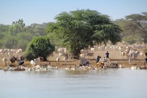 Viehmarkt am Ufer des Senegal Fluss