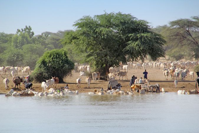 Viehmarkt am Ufer des Senegal Fluss © Diamir