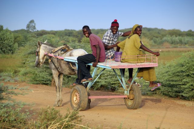 Der Esel-Karren – das Transportmittel im Senegal