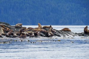 Seelöwen können in den Fjorden Vancouver Islands beobachtet werden