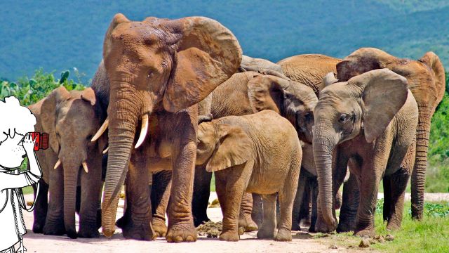 Elefant Addo-Elephant-Nationalpark