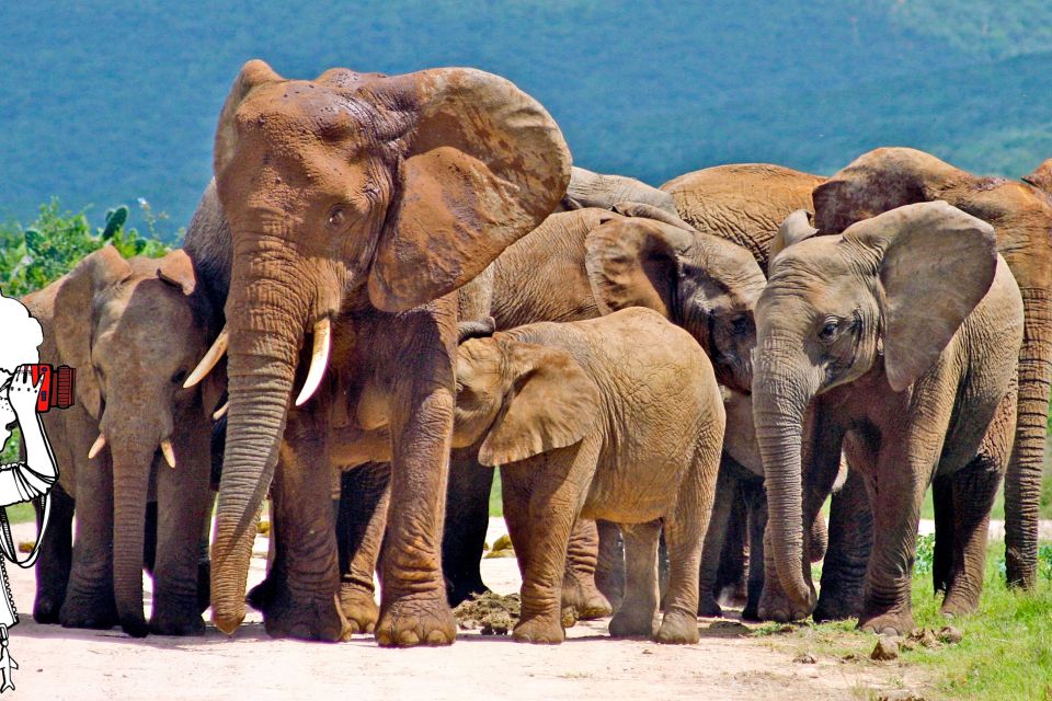 Elefanten im Addo-Elephant-Nationalpark