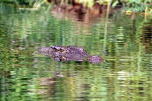 Krokodil im Chitwan Nationalpark