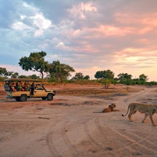 Begegnung mit Löwen auf einer Safari