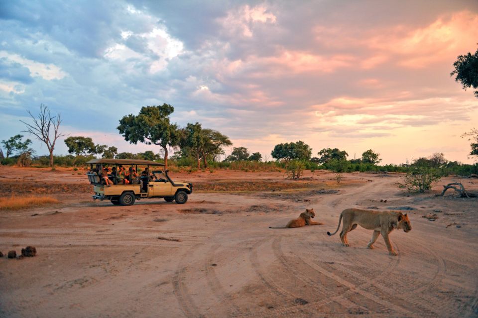 Begegnung mit Löwen auf einer Safari
