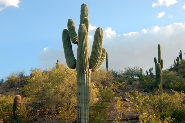 Saguaro Kaktus, Saguaro NP, Arizona