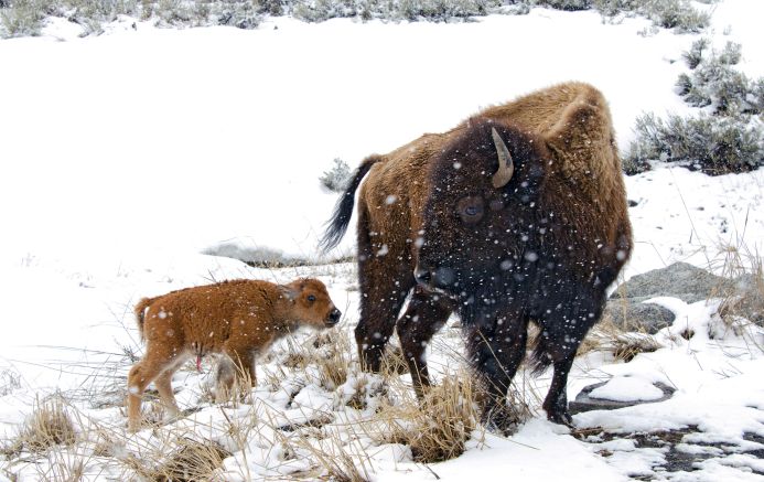 Bison Mutter mit Jungem, Yellowstone NP im Winter
