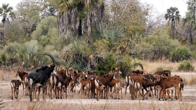 Rappenantilopen im Gorongosa-Nationalpark