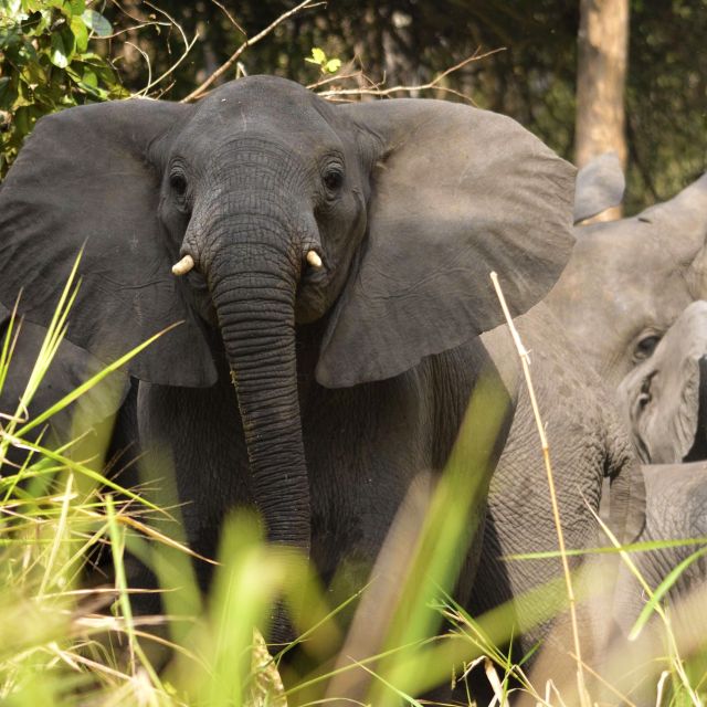 Elefanten im Gorongosa-Nationalpark