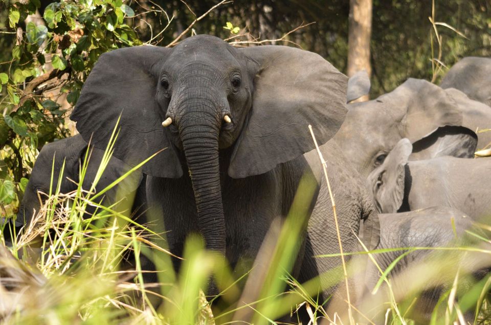 Elefanten im Gorongosa-Nationalpark