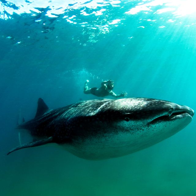 Schwimmen und Schnorcheln mit Walhaien vor der Küste Inhambanes