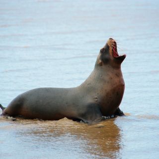 Seehund in Neuseeland
