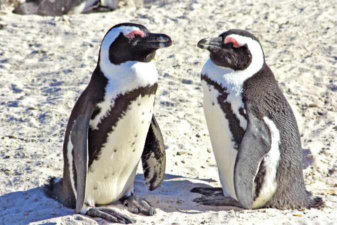 Pinguin Boulders Beach © Diamir
