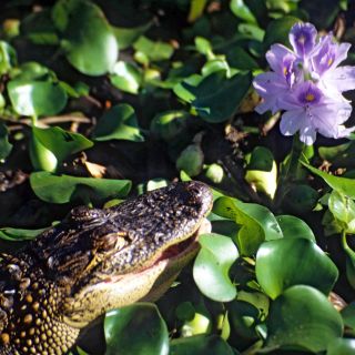 Krokodil mit Seerose in den Everglades