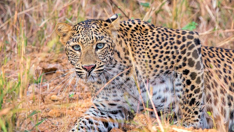 Das rötlich-gelbe Fell des Leoparden, das mit schwarzen Ringflecken bedeckt ist, vermischt sich mit dem Wald, Gestrüpp und Felsvorsprüngen, in denen sich der Leopard aufhält.