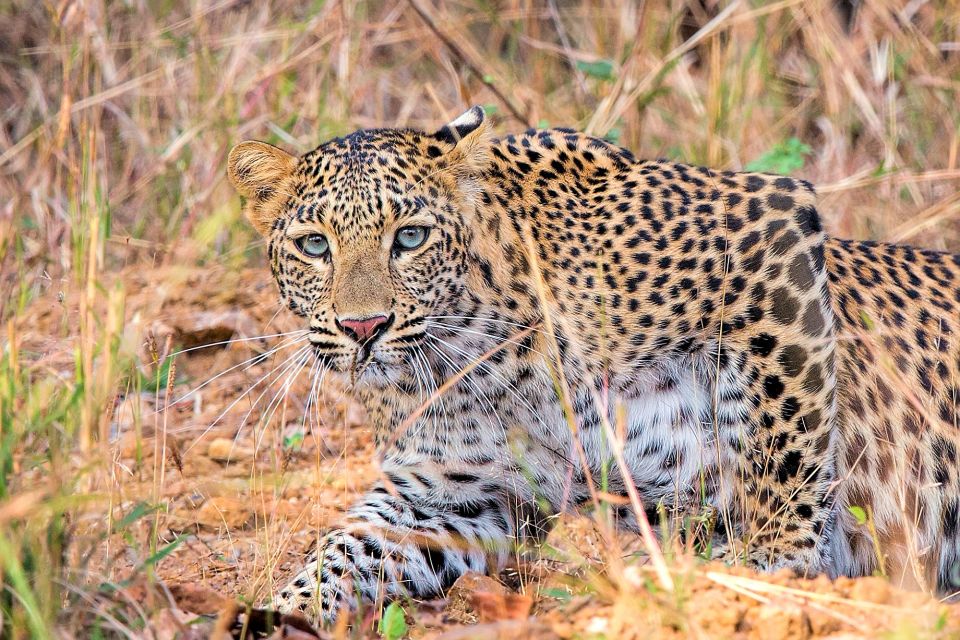 Das rötlich-gelbe Fell des Leoparden, das mit schwarzen Ringflecken bedeckt ist, vermischt sich mit dem Wald, Gestrüpp und Felsvorsprüngen, in denen sich der Leopard aufhält.