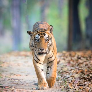 Bengal-Tiger - Die größte Katze des Subkontinents ist das charismatische Symbol der indischen Tierwelt.