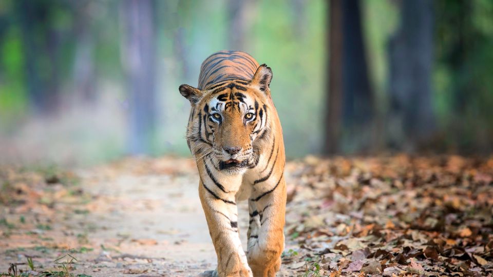 Bengal-Tiger - Die größte Katze des Subkontinents ist das charismatische Symbol der indischen Tierwelt.
