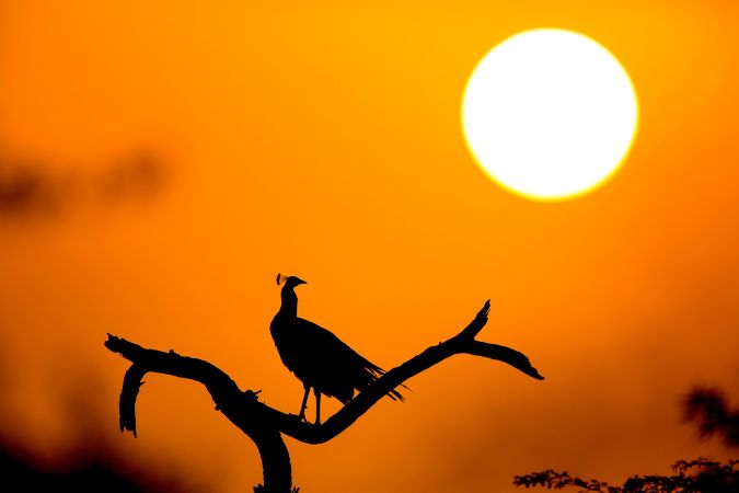 Pfau zum Sonnenuntergang im Keoladeo-Nationalpark © Diamir