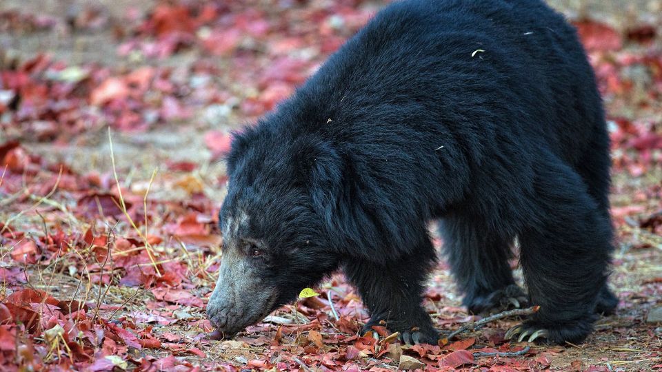 Lippenbär (Sloth Bear) - Der mittegroße Bär ist in den Wäldern und Felsvorsprüngen Zentralindiens weit verbreitet.
