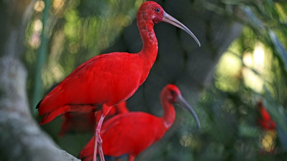 farbenfroher Scarlet Ibis, Nationalvogel von Trinidad &amp; Tobago