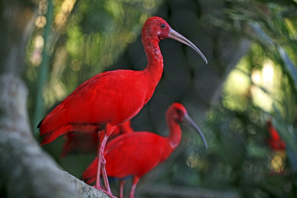 farbenfroher Scarlet Ibis, Nationalvogel von Trinidad & Tobago