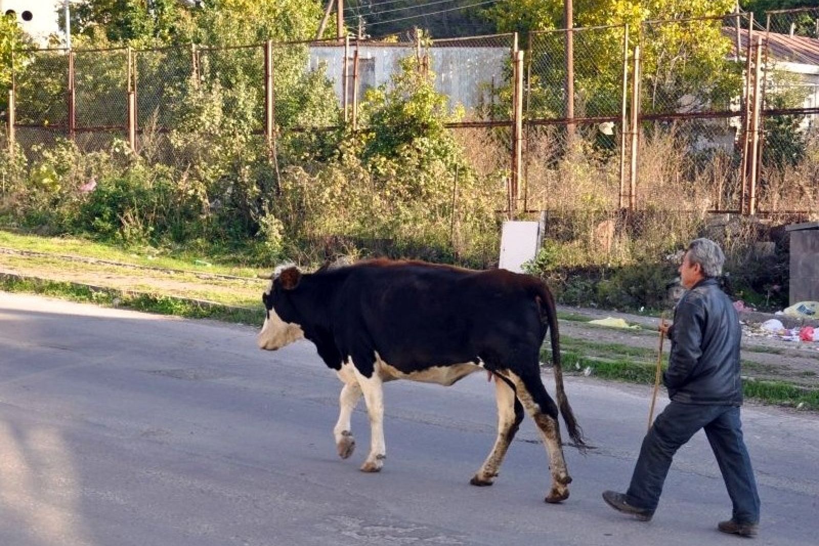 Auf dem Weg zum Kühe-hüten